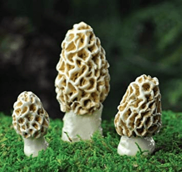 Georgetown - Fiddlehead - Magical Morel Mushrooms - Set of 3 - 6cm
