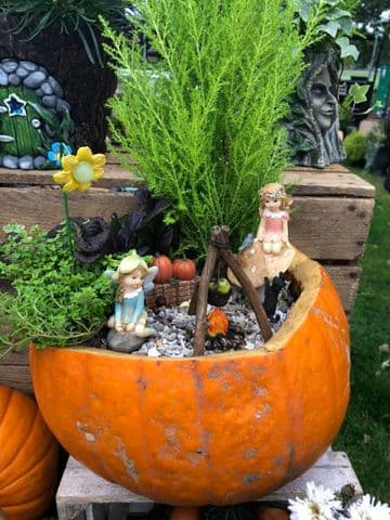 Hand Made Fresh Pumpkin Fairy Garden - collection only no delivery