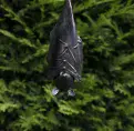 Hanging Bat - made form 100% Recycled Metal - 3 sizes to choose from.