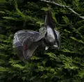 Hanging Bat with Open Wing - made form 100% Recycled Metal - 3 sizes to choose from.