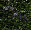 Hanging Fruit Bat - made form 100% Recycled Metal.