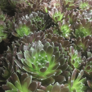 Hardy "Blush" Succulent Alpine plants