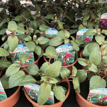 Hardy Bush Fuchsia - Display - 9cm Pot
