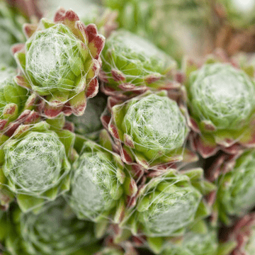 Hardy Sempervivum Arachnoideum Claerchen Succulent Alpine plants