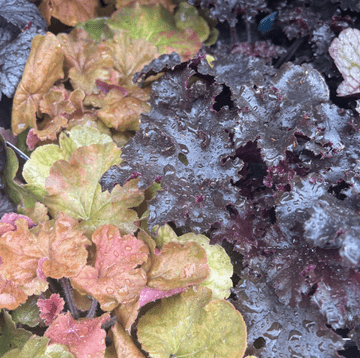 Heuchera -Mixed Colours - Large 2L Pot