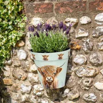 Highland Cow - Wall Planter 25cm - Made From Recycled Plastic