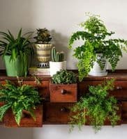 House Plants