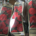 Hybrid Tea Rose   - Bare Root - Ready to plant - 14 to choose from.