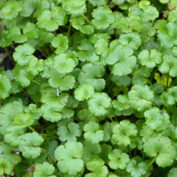 Hydrocotyle nova zealand - Miniature Penny wort- Pond Oxagenator