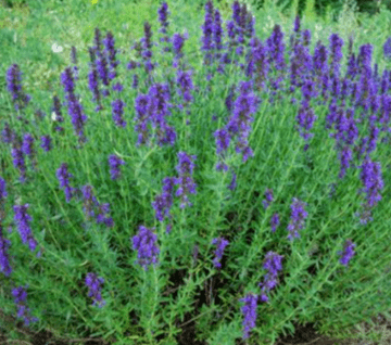 Hyssop, Blue - 8.5cm Pot - Herb