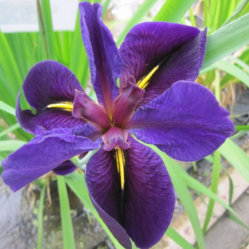 Iris Louisiana - Black Gamecock - 9cm