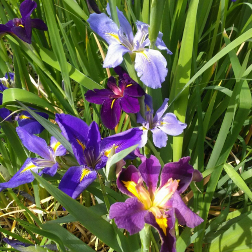 Iris Louisiana - Mixed Colopurs - 9cm pot,