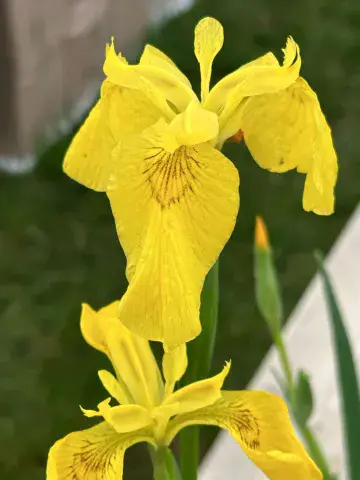 Iris pseudacorus - Yellow Flag Iris - 9cm