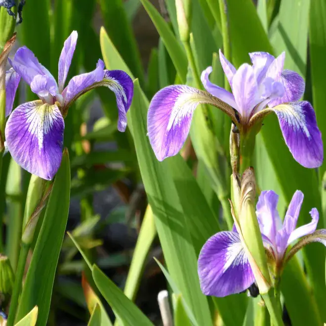 Iris versicolor - Blue Flag Iris - 9cm.