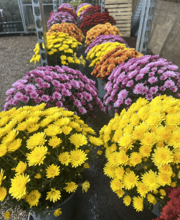 Large 3L Chrysanthemums - Mixed Colours