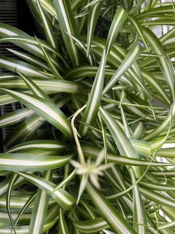 Large Chlorophytum Variegatum - Spider Plant - 3/4 per pot! - 30cm