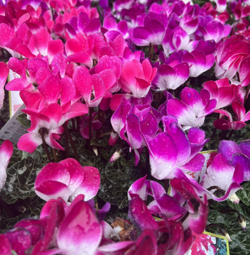 Large Cyclamen Indiaka - 12cm Pot - REDUCED TO CLEAR - JUST DEAD-HEADED
