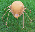 Large Garden Spider - Aged Metal - 27cm.