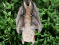 Large Hanging Bat - 29cm.