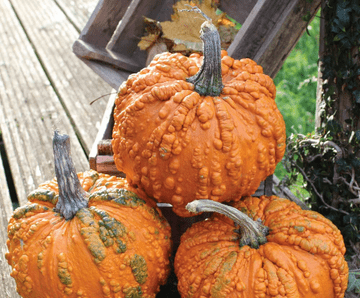 Large Knobbly Zombie Pumpkins