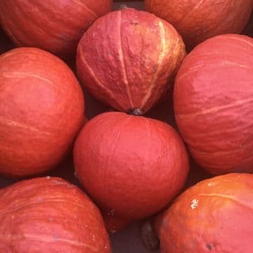 Large Onion Squash -Tasty squash