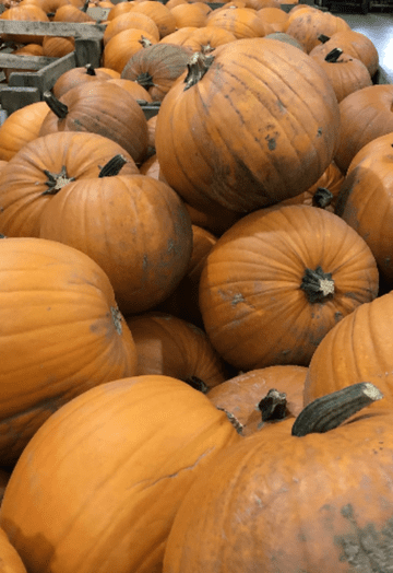 Large Organic Jack- o- Lantern Pumpkins