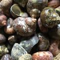 10 Turbopith-Turbo Pitholatus Shells.