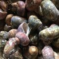 10 Turbopith-Turbo Pitholatus Shells.