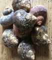 10 Turbopith-Turbo Pitholatus Shells.