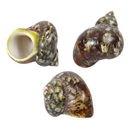 10 Turbopith-Turbo Pitholatus Shells.