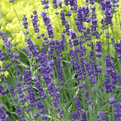 Lavender Munstead - Potted  Herb - 10cm pot.