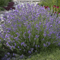 Lavender Munstead - Potted  Herb - 10cm pot.