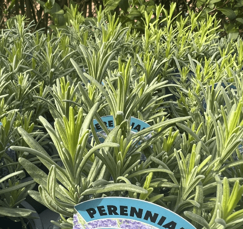 Lavender Munstead - Potted  Herb - 10cm pot.