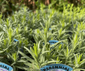 Lavender Munstead  - Potted  Herb -8.5cm.