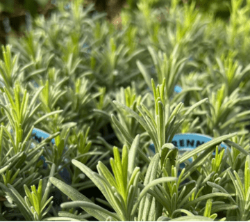 Lavender Munstead - Potted Herb -8.5cm