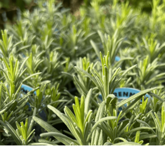 Lavender Munstead - Potted Herb -8.5cm.