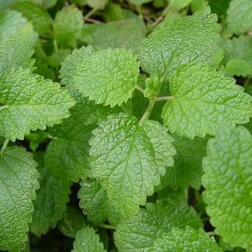 Lemon Balm - 8.5cm Pot - Herb