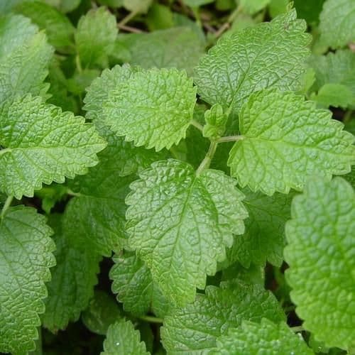 Lemon Balm - 8.5cm Pot - Herb.