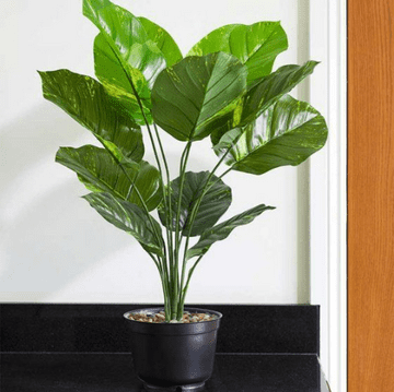 Leopard Lilly - 70cm