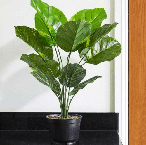 Leopard Lilly - 70cm.