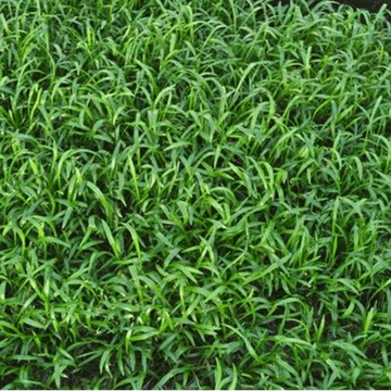 Lilaeopsis Brasiliensis - Micro Sward Plant- 9cm pot