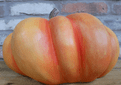 Limited Editon - Reggie the Giant Pumpkin - 40cm.