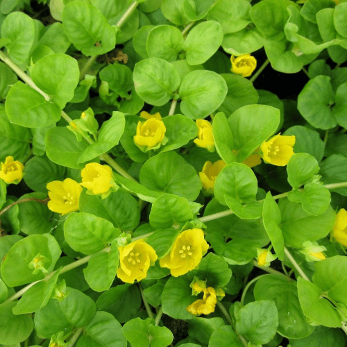 Lysimachia Nummularia - Pond Creeping Jenny 9cm pot.
