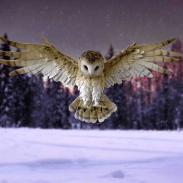 Magical Barn Owl - Wisdom Flight - 54.5cm