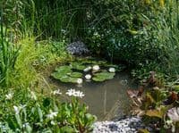Marginal Pond plants