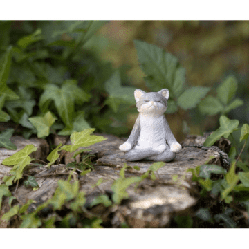Meditating Cat
