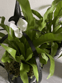 Metal Crown Planter with a Birds Nest Fern -  20cm.