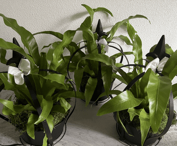 Metal Crown Planter with a Birds Nest Fern -  20cm