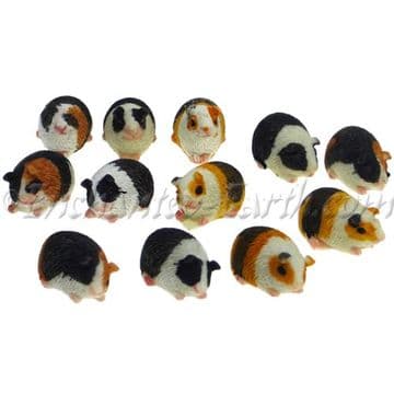 Minature Garden Guinea pig