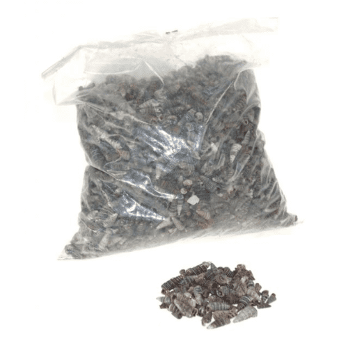 Small Black Mitre Shells -50g Bag (Approx 150 Shells).